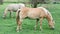 Horses Grazing in the Pasture Halflinger, P.O.A