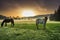 Horses grazing on pasture at misty sunrise