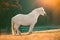 Horses grazing on pasture at misty sunrise. Wild mountain forest