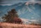 Horses grazing in pasture in mountains. Autumn landscape.