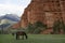 Horses grazing, red rocks in Djety Oguz, Kyrgyzstan