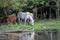 Horses are grazing by the river. Wild river bank. Wild river bank.