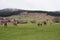 Horses grazing in the roadside pasture. View of folk museum Zheravna village in Bulgaria