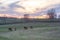 Horses Grazing In On A Rolling Hill In Kentucky