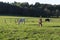 Horses grazing in a rural area in Galicia Spain