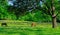 Horses grazing in a rural farm pasture