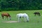 Horses Grazing in a rural pasture.