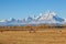 Horses Grazing in a Scenic Teton Fall Landscape