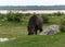 Horses grazing on the shore of the lake, the inhabitants of engure nature park are wild animals that are used to visitors, Engure