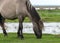 Horses grazing on the shore of the lake, the inhabitants of engure nature park are wild animals that are used to visitors, Engure