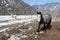 Horses are grazing on a snow glade