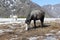 Horses are grazing on a snow glade among mountains