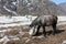 Horses are grazing on a snow glade among mountains