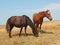 Horses grazing on the steppe.