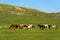 Horses grazing in the steppe, Mongolia