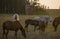 Horses Grazing Sunset