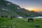 Horses grazing at the tear lake at rila, Bulgaria