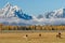 Horses grazing in the Tetons in fall