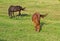 Horses Grazing in Wind