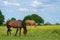 Horses Grazing in Woodgate Valley Country Park