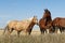 Horses in the great plains in North Dakota