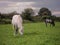 Horses in a green field.