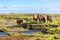 Horses in a green field of grass at Iceland Rural landscape