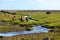 Horses in a green field of grass at Iceland Rural landscape