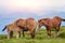 Horses in the green foothills