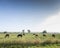 horses in green meadow near nijmegen in the netherlands under blue sky in summer