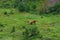 Horses in a green meadow with some pebbles