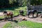 Horses group family in stables