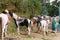 Horses Group standing at a tourist park for horse riding for tourists. Mirik, West Bengal India