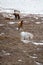 Horses Hanging Out on a Hill With Snow