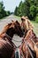 Horses in harness on the roadside in the suburbs