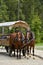 Horses harnessed in cart