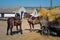 Horses harnessed to a cart brought hay to a farm for feeding large cattle