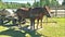 Horses harnessed to the cart on which is a barrel of water.