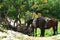 Horses having rest under a small green tree, nature image. Animals photo.