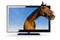 Horses Head & 3d TV