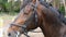 Horses head with bridle. Horse face and eye in closeup with eye and mane detail