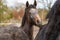 Horses heads in a herd of stallions. They look curiously into the camera, Black and gray colors. Horses are dirty from