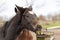 Horses heads in a herd of stallions. They look curiously into the camera, Brown horses