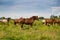 horses heavyweights walking in nature