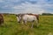 horses heavyweights walking in nature