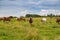 horses heavyweights walking in nature