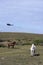 Horses and helicopter