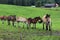 Horses herd on farm field