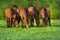 Horses herd on green spring pasture