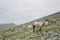 Horses herd, mountain Altai landscape